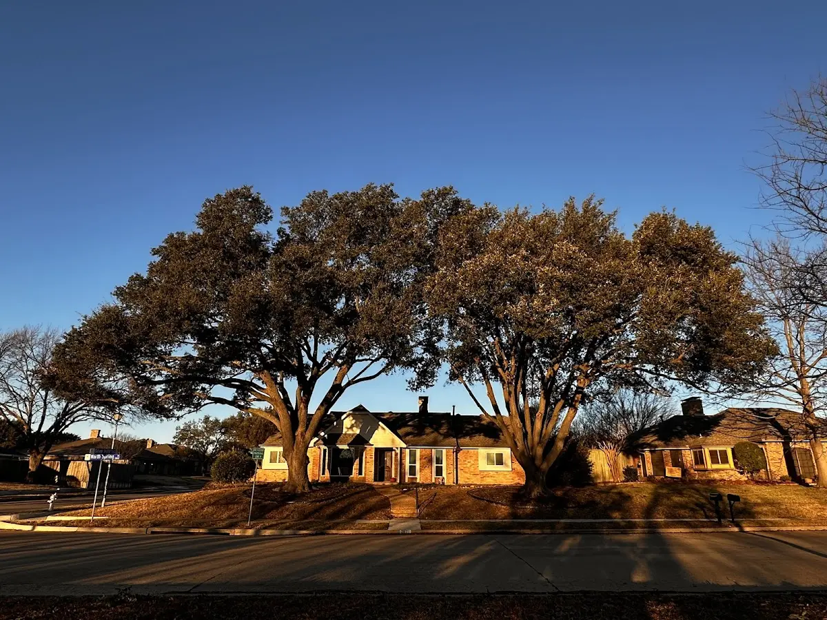 Established residential canopy tree shading a home in Bentley